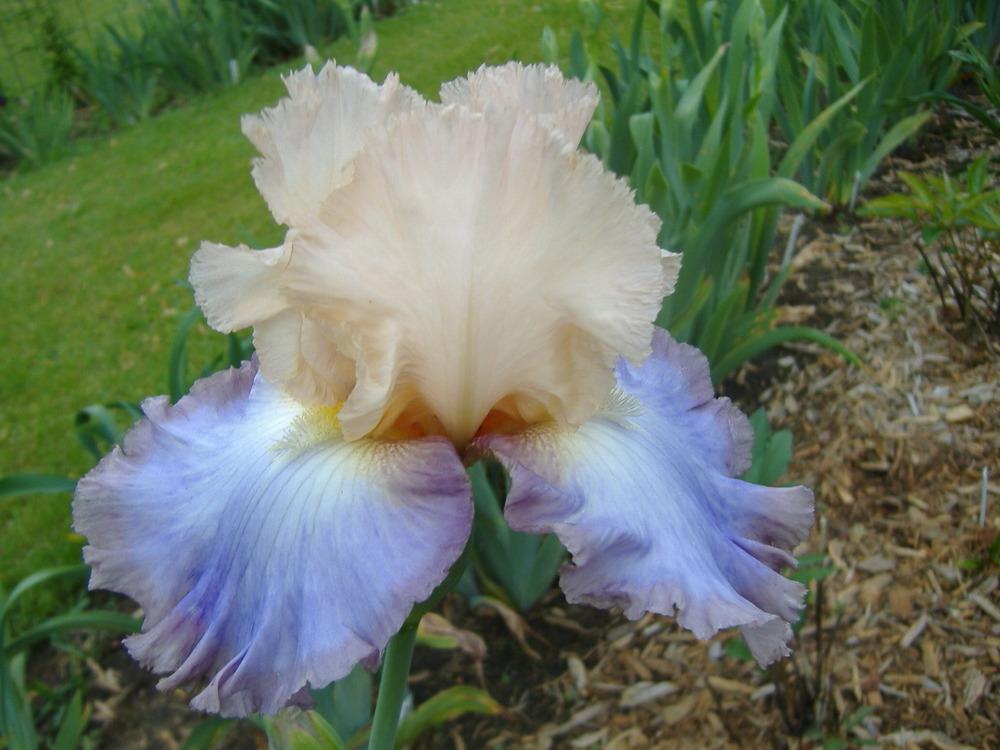 Photo of Tall Bearded Iris (Iris 'Soft Side') uploaded by tveguy3