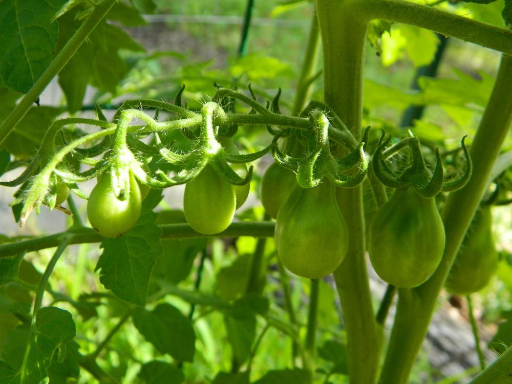 Photo of Tomato (Solanum lycopersicum 'Beam's Yellow Pear') uploaded by wildflowers