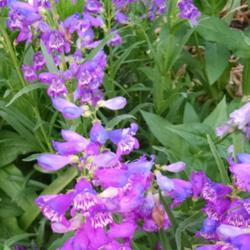 Location: Maryland
Date: 2015-05-27
Just love the colors on this penstemon