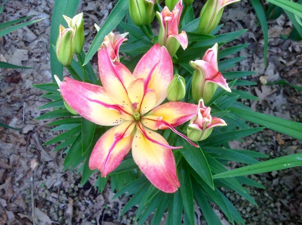Photo of Lilies (Lilium) uploaded by Cookies4kids