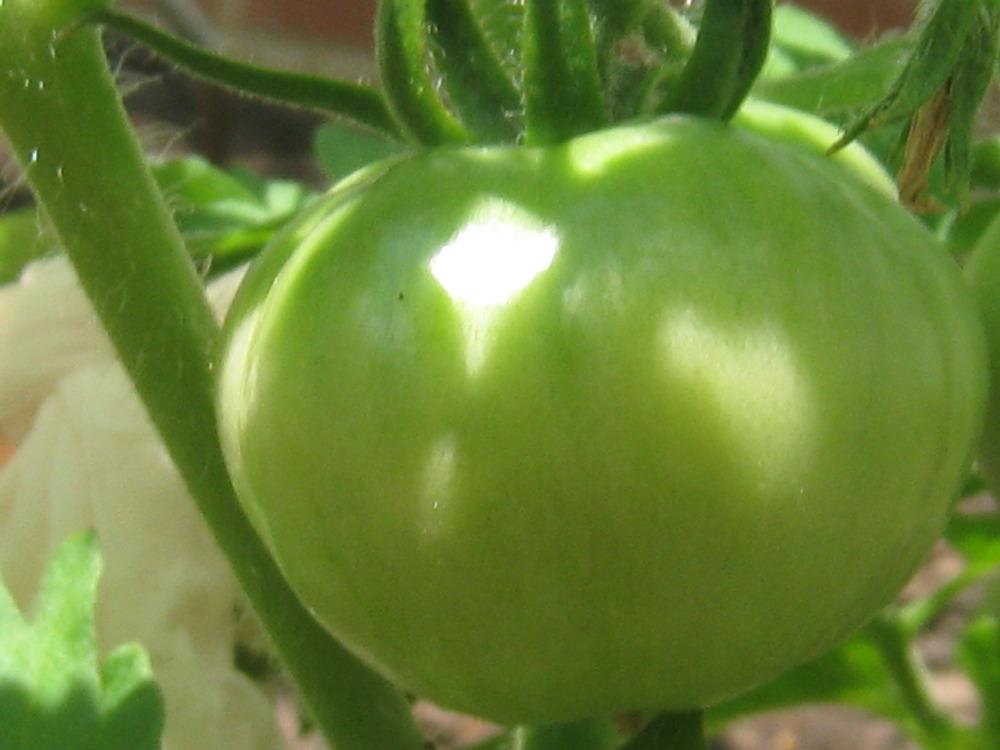 Photo of Tomato (Solanum lycopersicum 'Porter's Pride') uploaded by Hemophobic