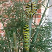  Caterpillers doubling in size each day & have changed colors!