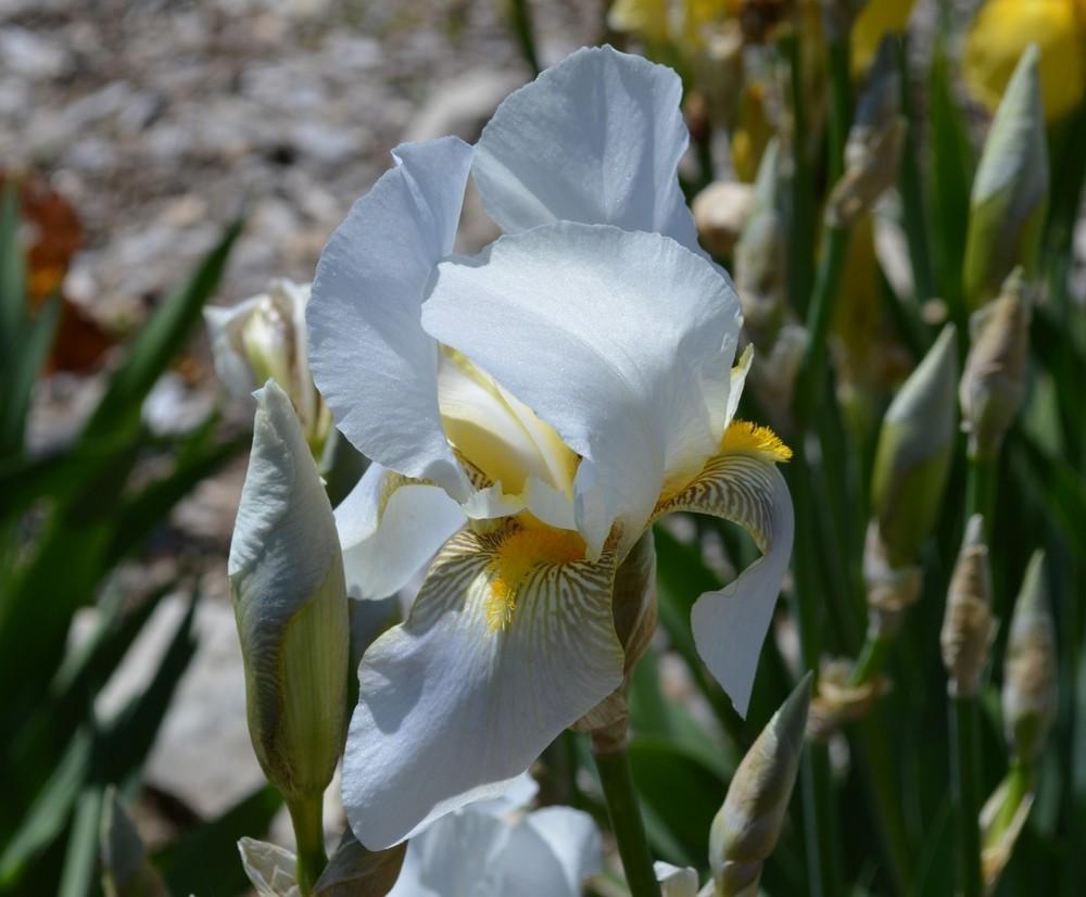 Photo of Tall Bearded Iris (Iris 'Snow Velvet') uploaded by KentPfeiffer