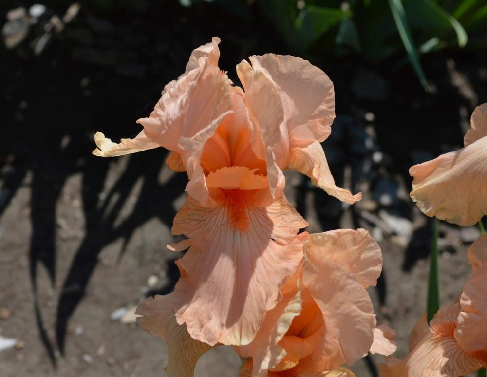 Photo of Tall Bearded Iris (Iris 'Salmonette') uploaded by KentPfeiffer