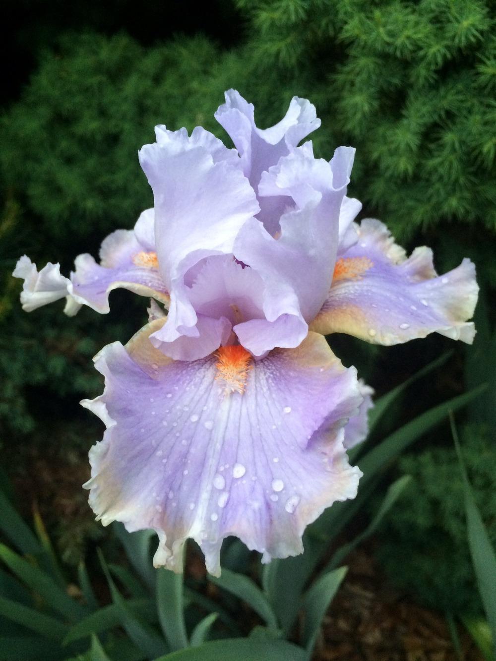 Photo of Tall Bearded Iris (Iris 'Legerdemain') uploaded by Njiris