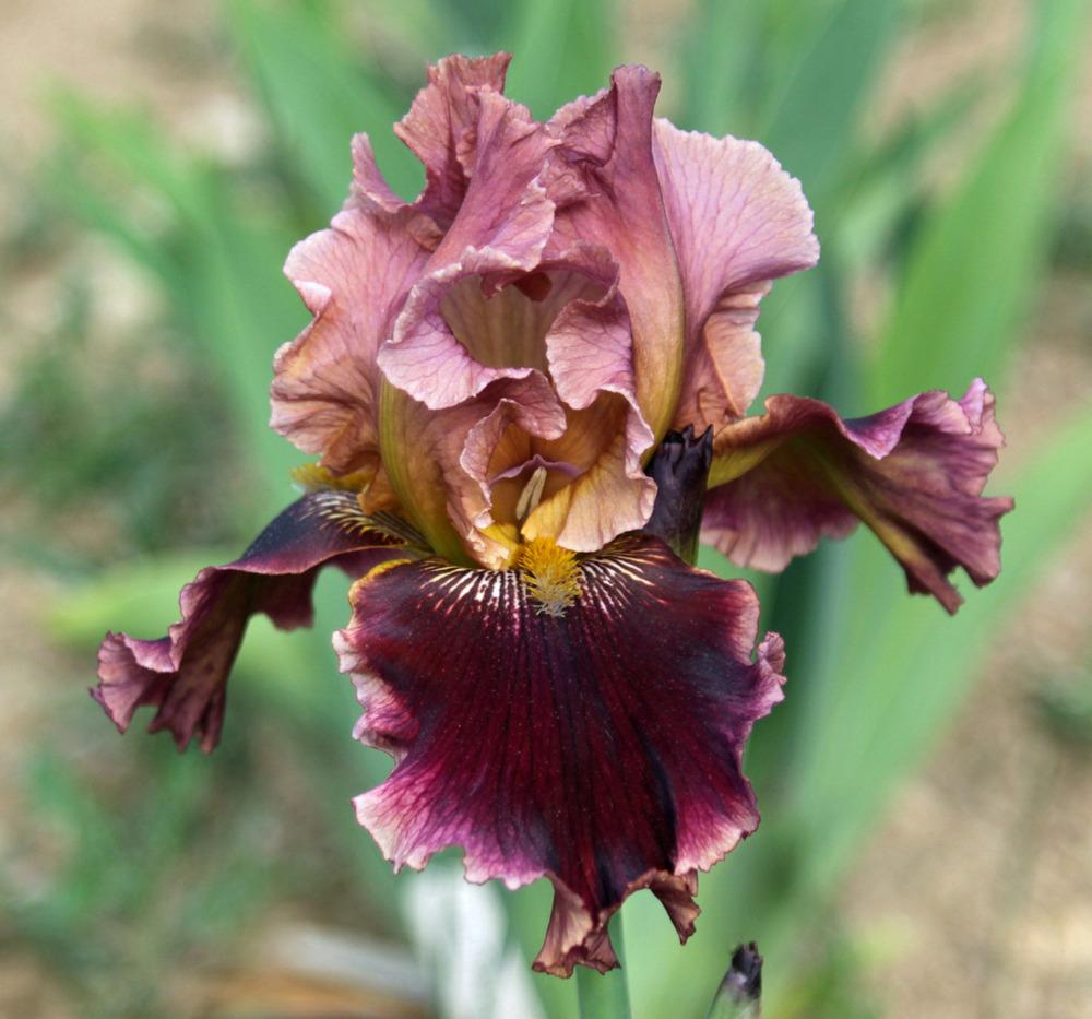 Photo of Tall Bearded Iris (Iris 'Cowboy Caviar') uploaded by Snork