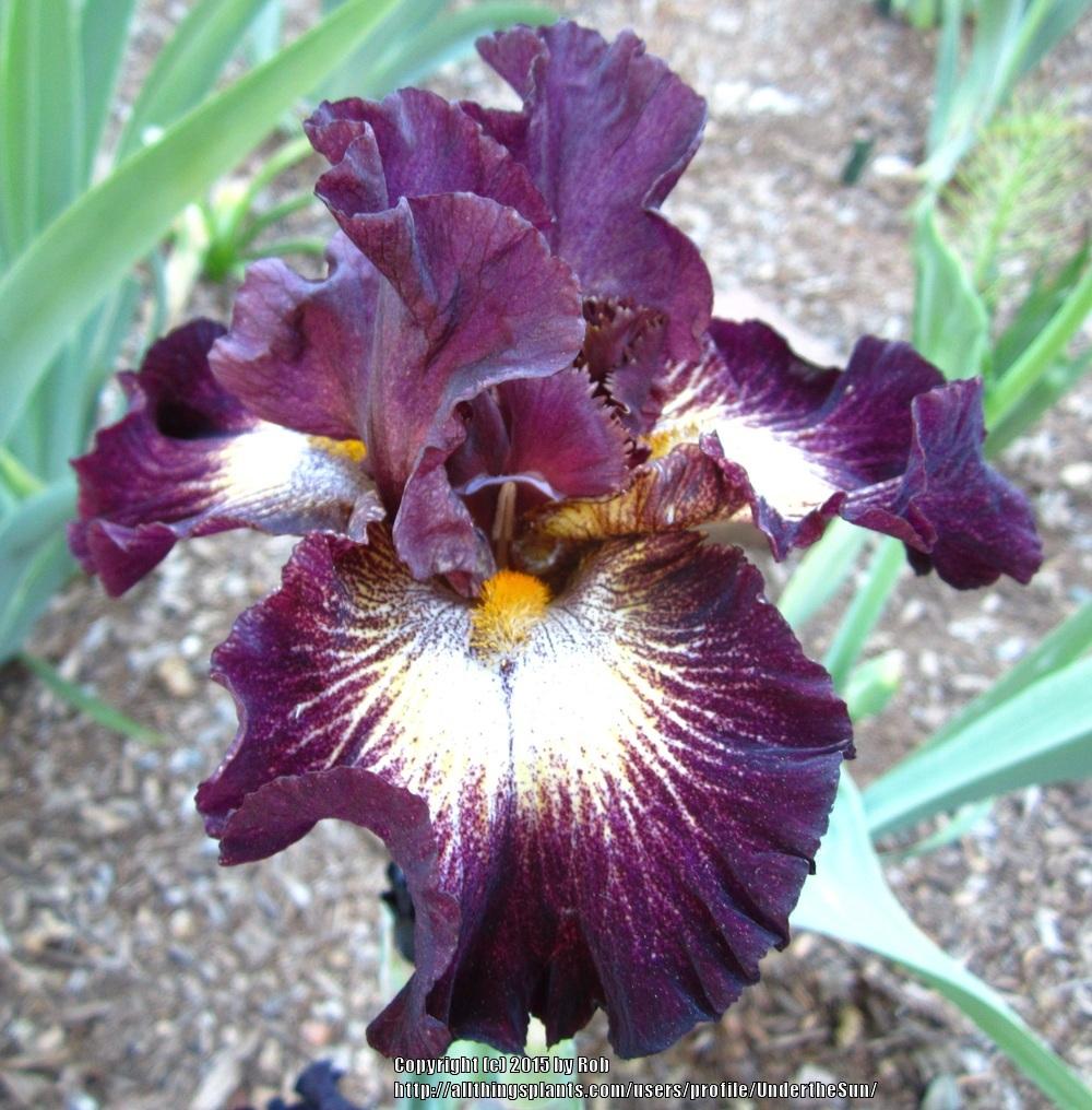 Photo of Tall Bearded Iris (Iris 'Tunnel Vision') uploaded by UndertheSun