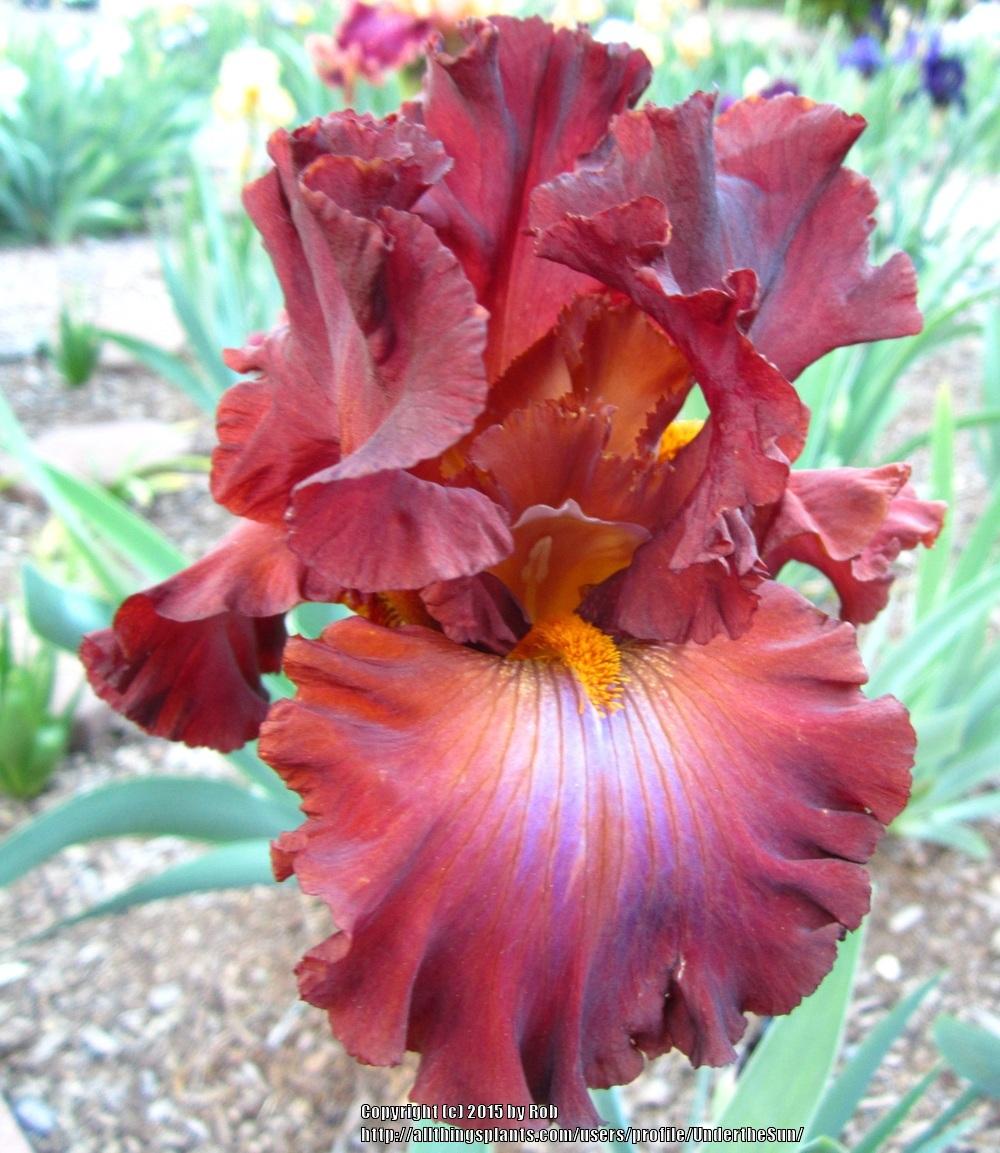 Photo of Tall Bearded Iris (Iris 'Cherokee Blaze') uploaded by UndertheSun