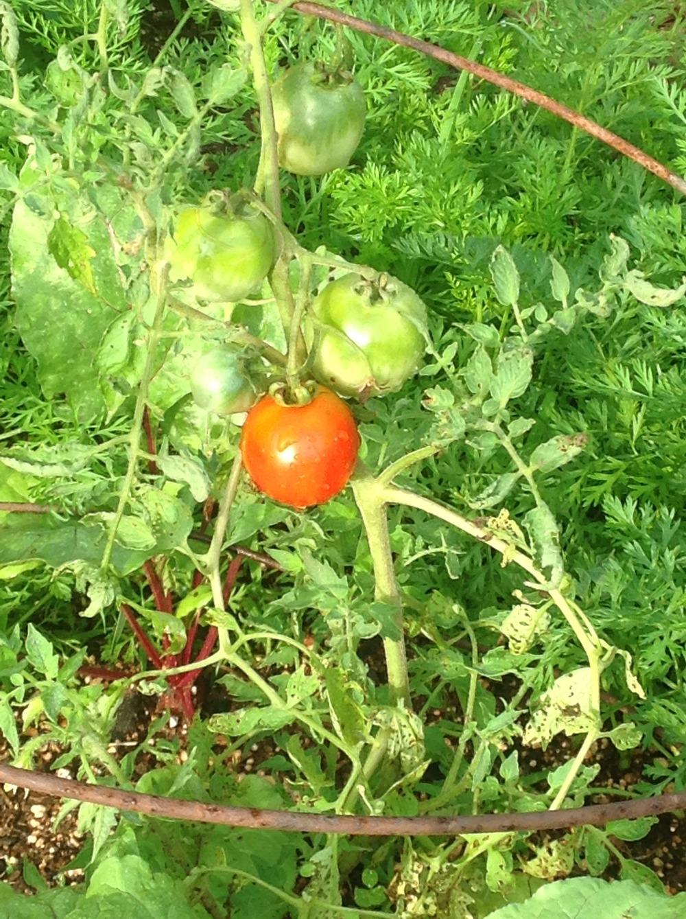Photo of Tomato (Solanum lycopersicum 'Jagodka') uploaded by abhege