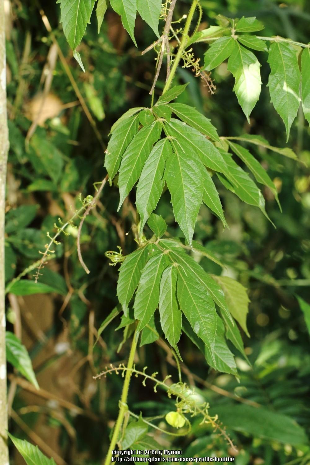 Photo of Timbo-Peba (Paullinia meliifolia) uploaded by bonitin
