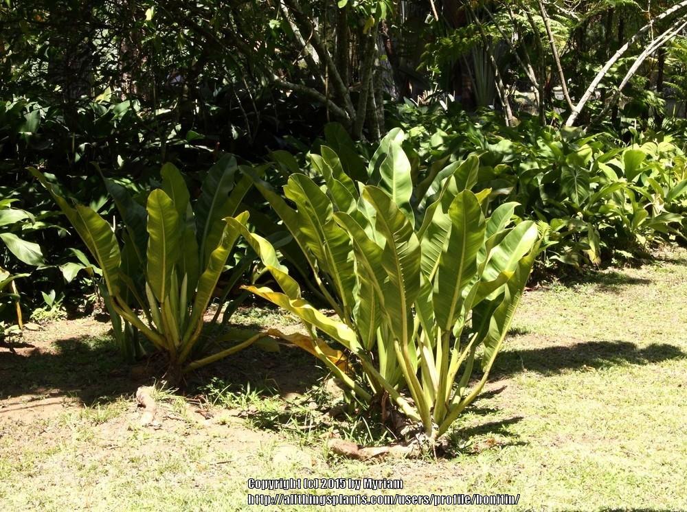 Photo of Philodendron auriculatum uploaded by bonitin