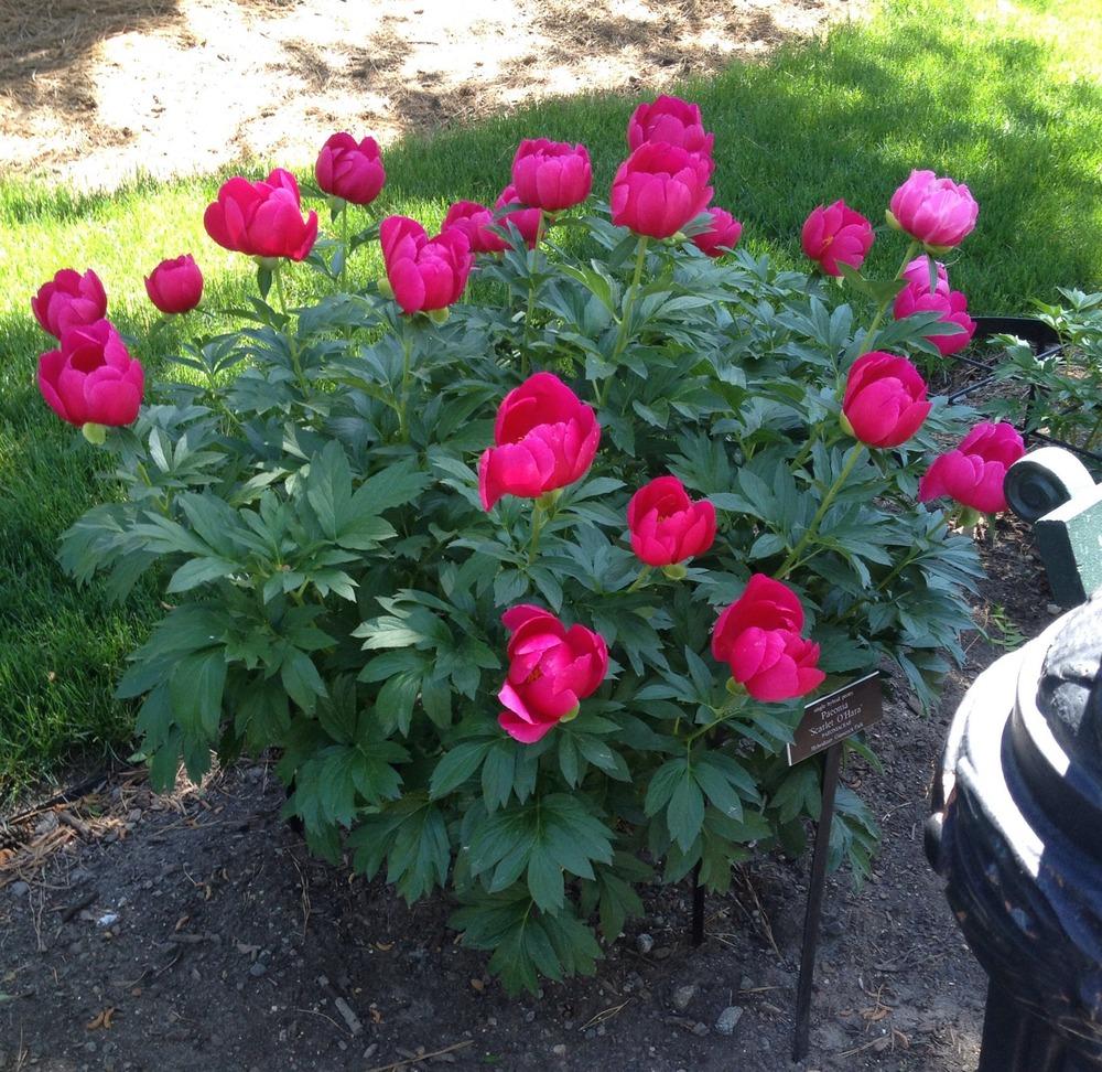 Photo of Peony (Paeonia 'Scarlett O'Hara') uploaded by bxncbx
