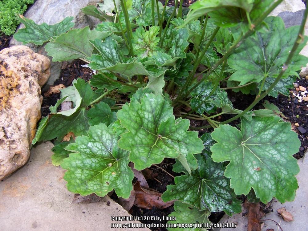 Photo of Coral Bells (Heuchera 'Marvelous Marble') uploaded by chickhill
