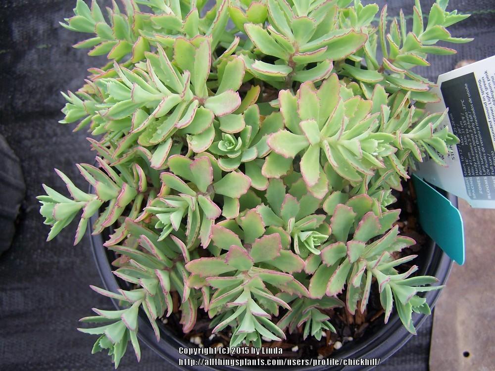 Photo of Stonecrop (Hylotelephium Rock 'N Round™ Pure Joy) uploaded by chickhill