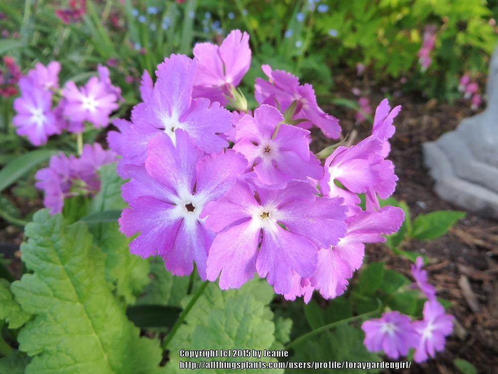 Photo of Asiatic Primrose (Primula sieboldii) uploaded by foraygardengirl