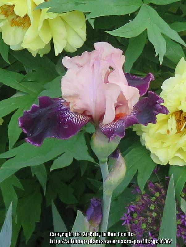 Photo of Irises (Iris) uploaded by ge1836