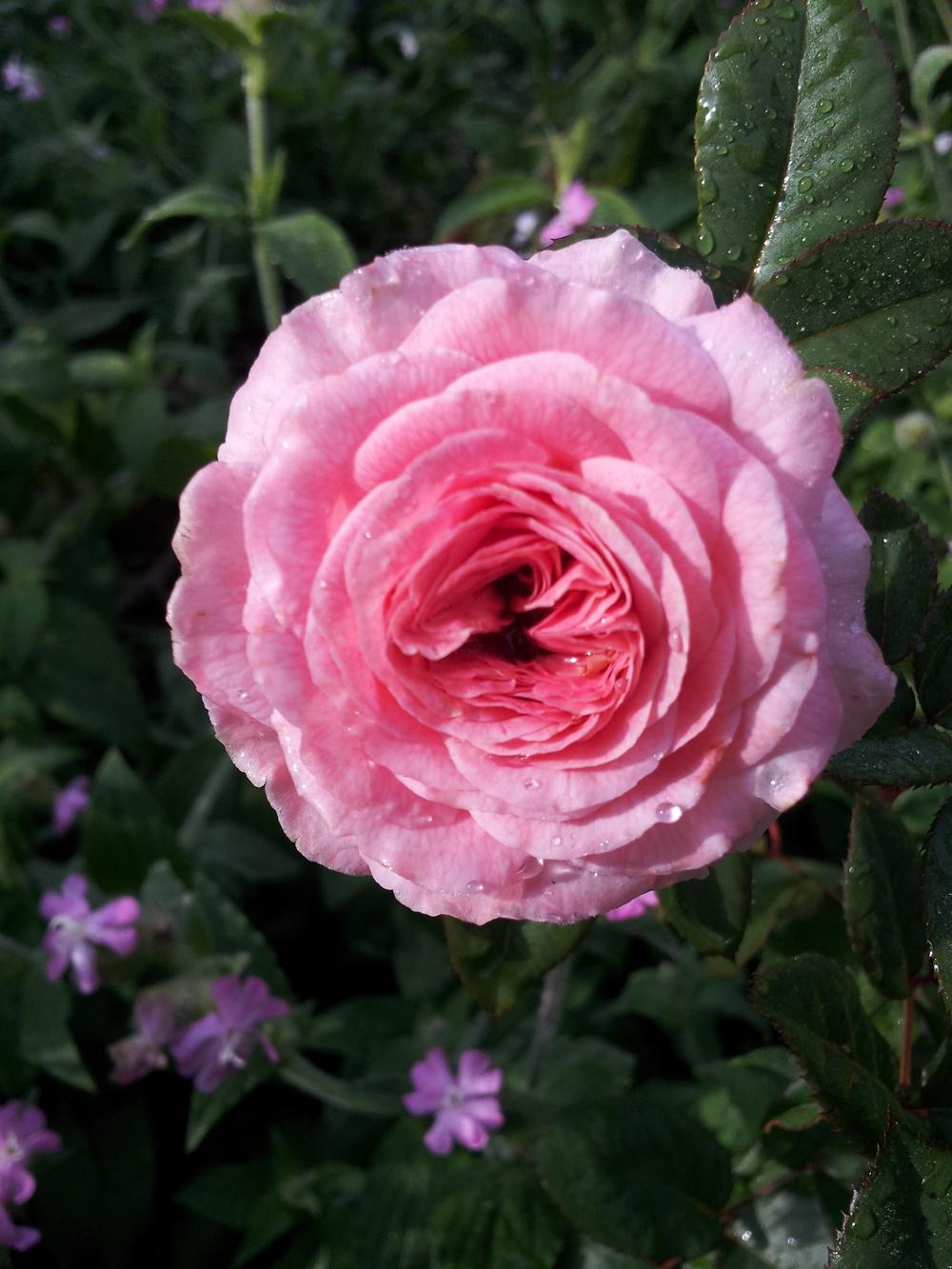 Photo of Rose (Rosa 'Madame de Maintenon') uploaded by gemini_sage