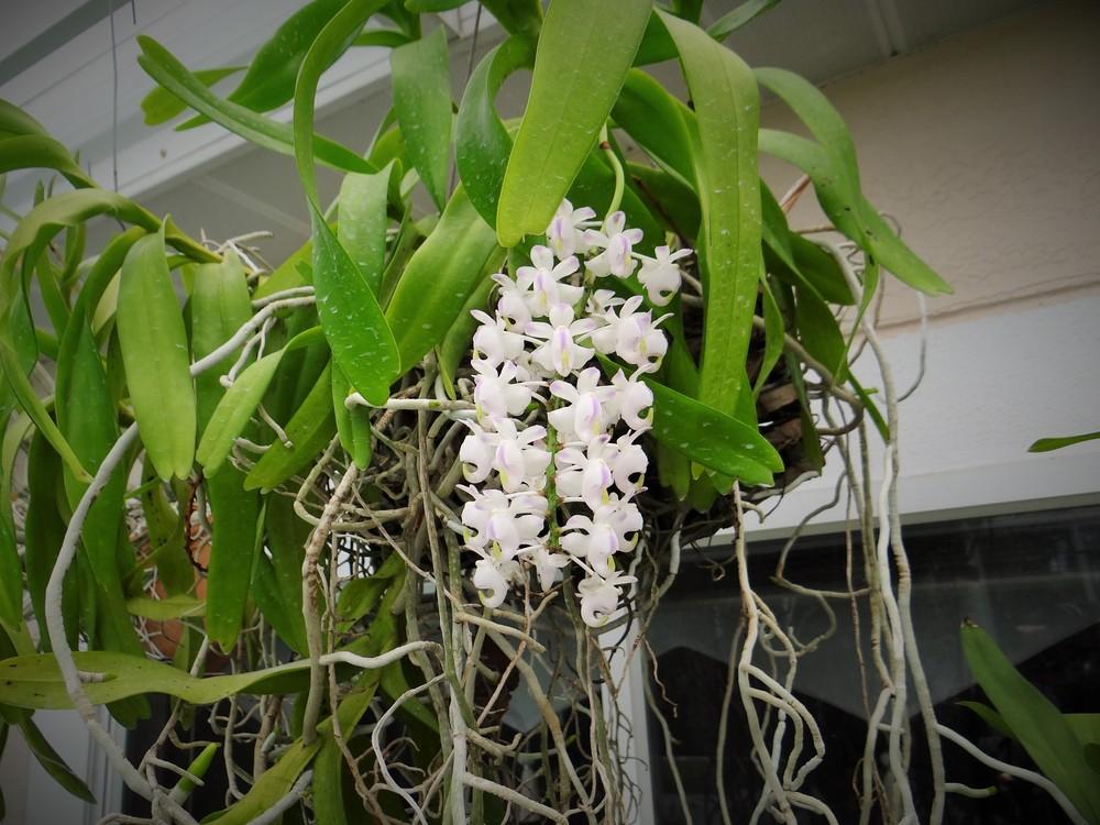 Photo of Orchid (Aerides odorata) uploaded by hawkarica