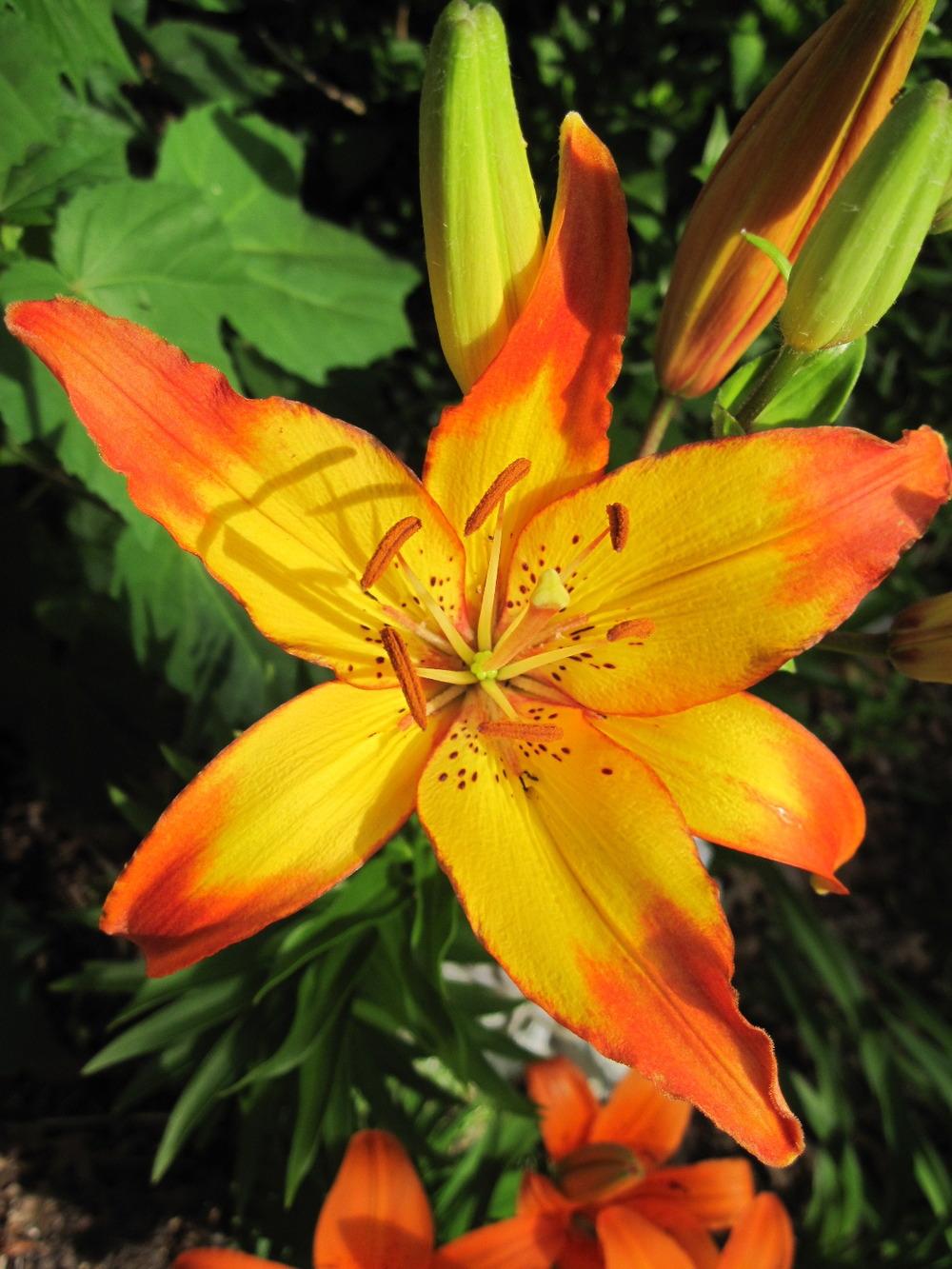 Photo of Lily (Lilium 'Cancun') uploaded by kylaluaz