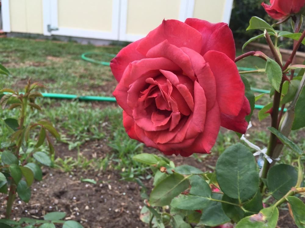 Photo of Rose (Rosa 'Black Tea') uploaded by mattmackay22