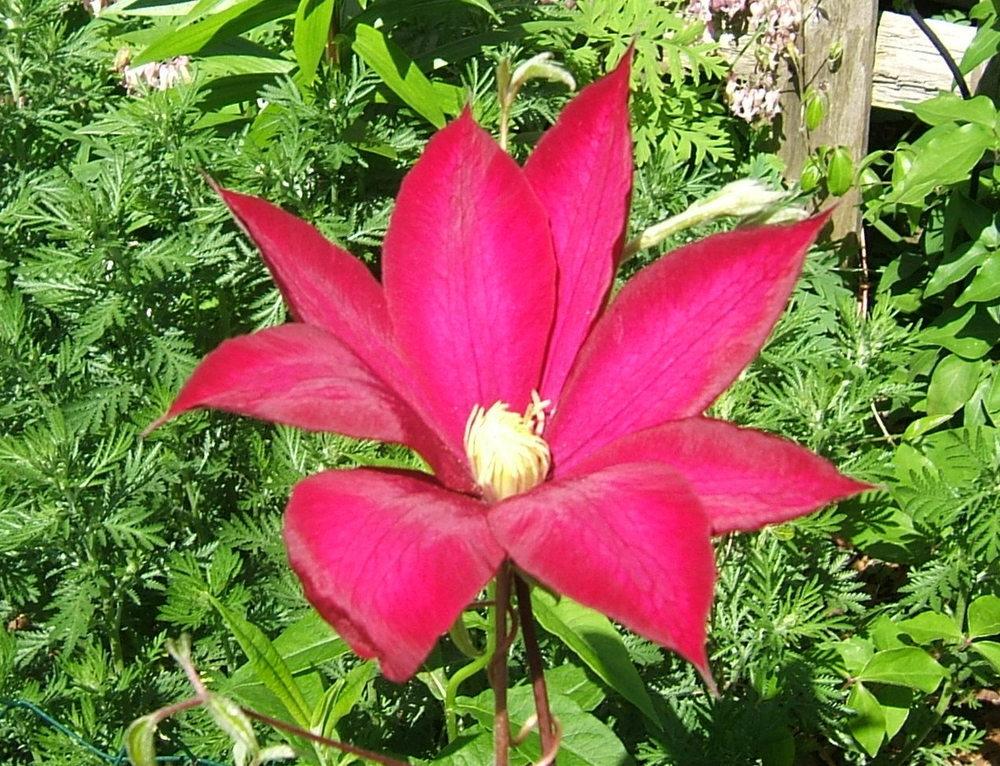Photo of Clematis Bourbon™ uploaded by pirl