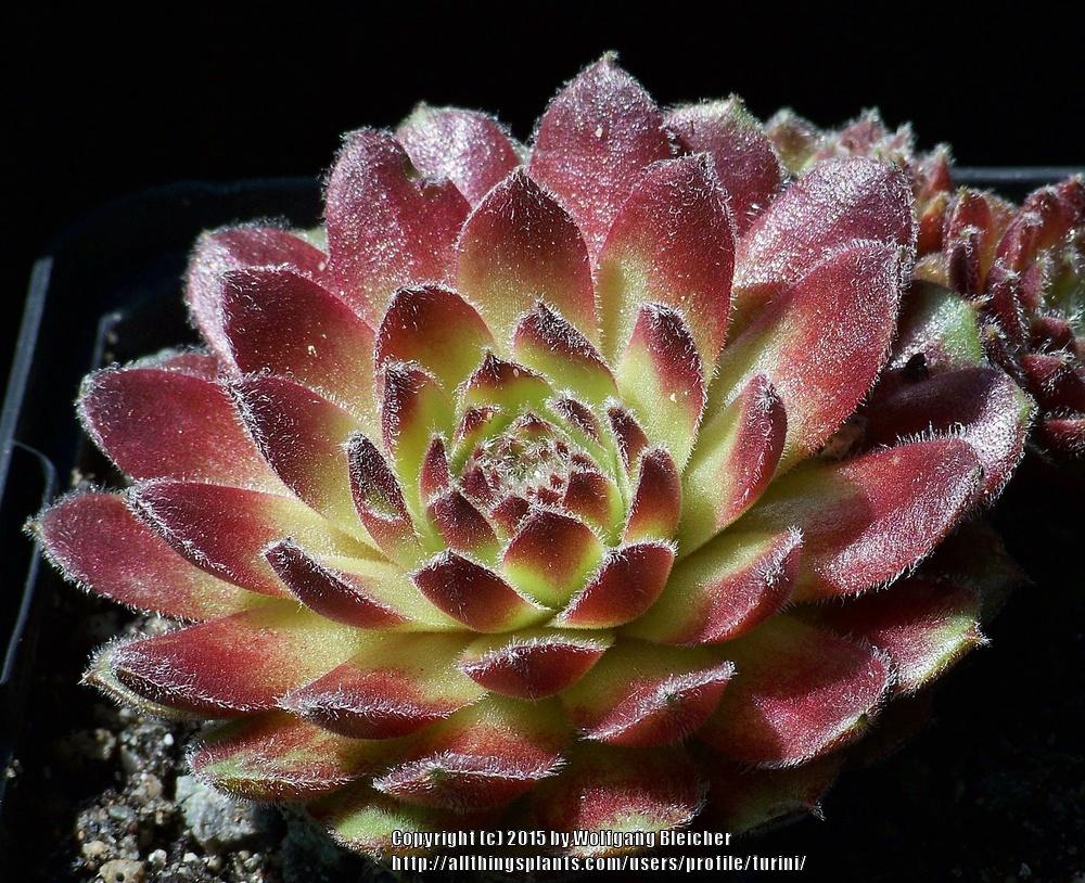 Photo of Hen and Chicks (Sempervivum 'Gwenfyl') uploaded by turini
