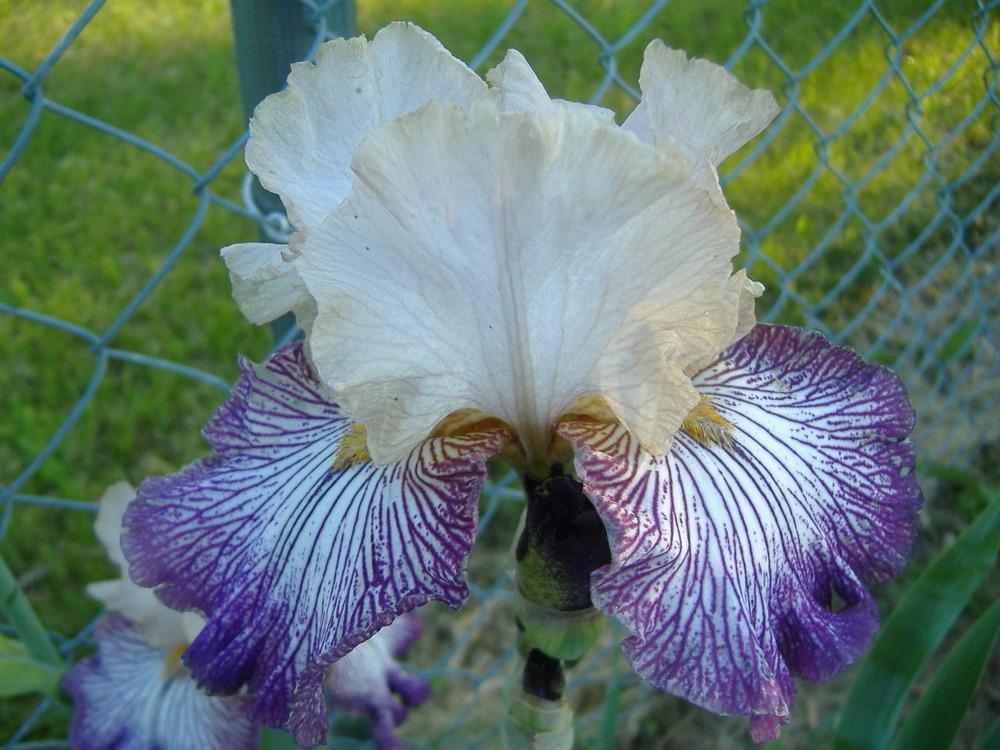 Photo of Tall Bearded Iris (Iris 'Piccadilly Circus') uploaded by tveguy3