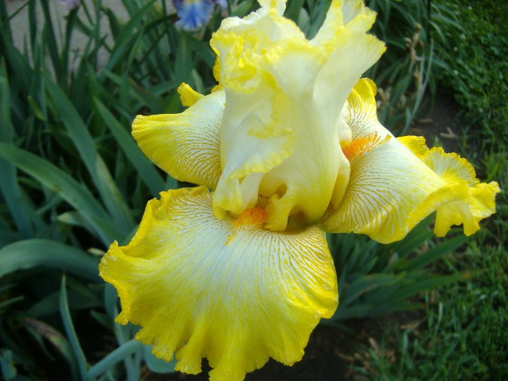 Photo of Tall Bearded Iris (Iris 'Zesting Lemons') uploaded by tveguy3