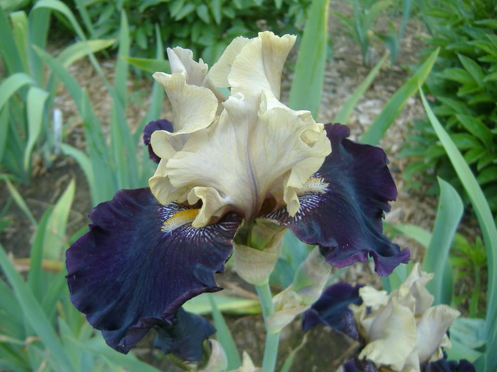 Photo of Tall Bearded Iris (Iris 'Lydia Schimpf') uploaded by tveguy3