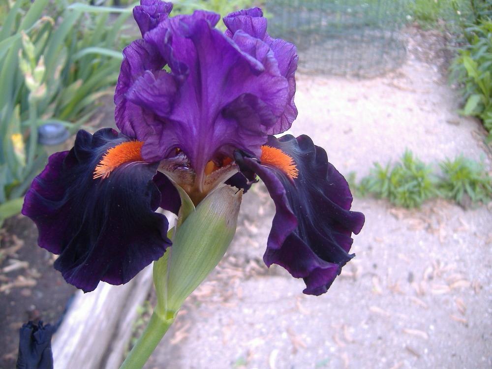 Photo of Tall Bearded Iris (Iris 'Sharp Dressed Man') uploaded by tveguy3