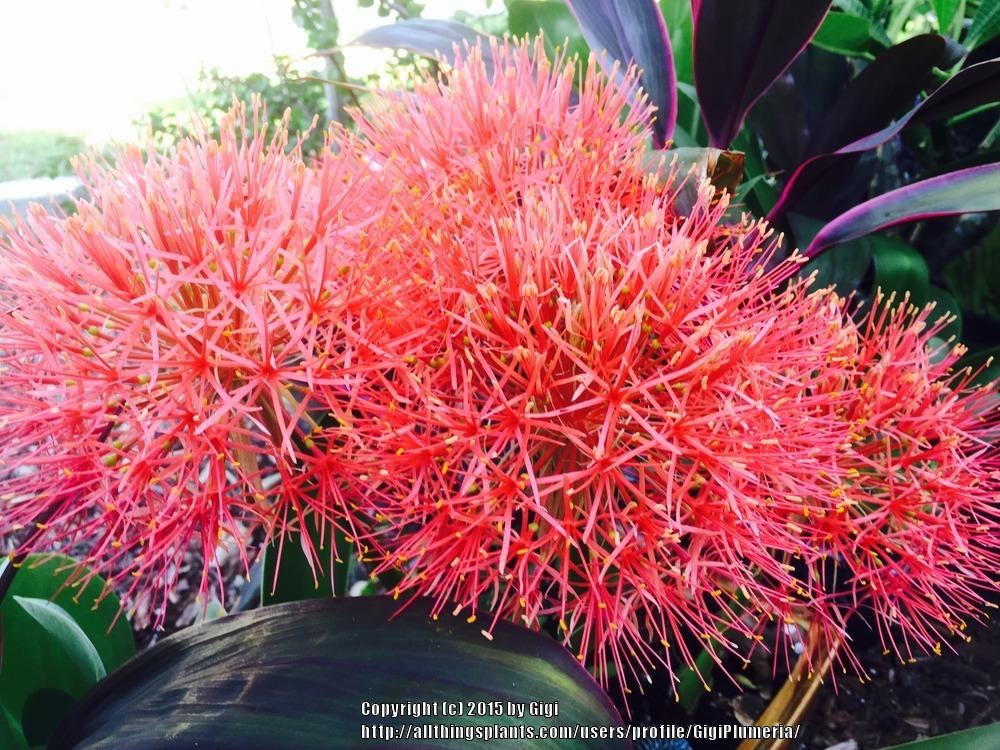 Photo of African Blood Lily (Scadoxus multiflorus) uploaded by GigiPlumeria