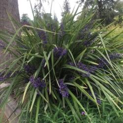 Location: Hamilton Square Perennial Garden, Historic City Cemetery, Sacramento CA.
Date: 2015-05-28
An old established clump loaded with blue Fruit. Zone 9b.