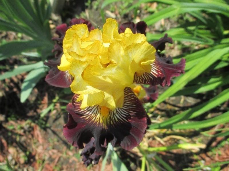 Photo of Tall Bearded Iris (Iris 'Reckless Abandon') uploaded by Hemlady
