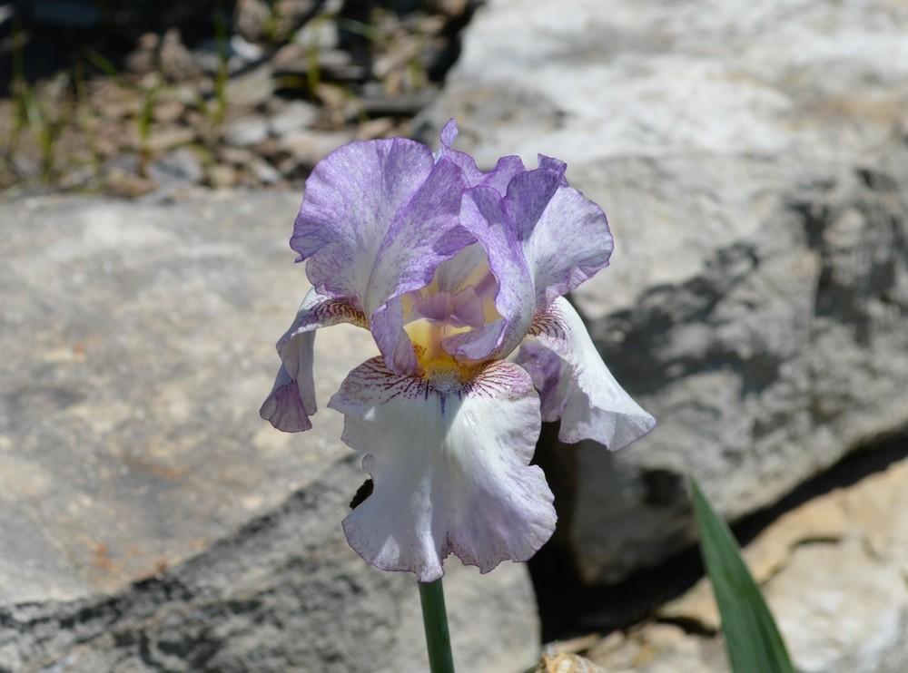 Photo of Tall Bearded Iris (Iris 'Autumn Tryst') uploaded by KentPfeiffer