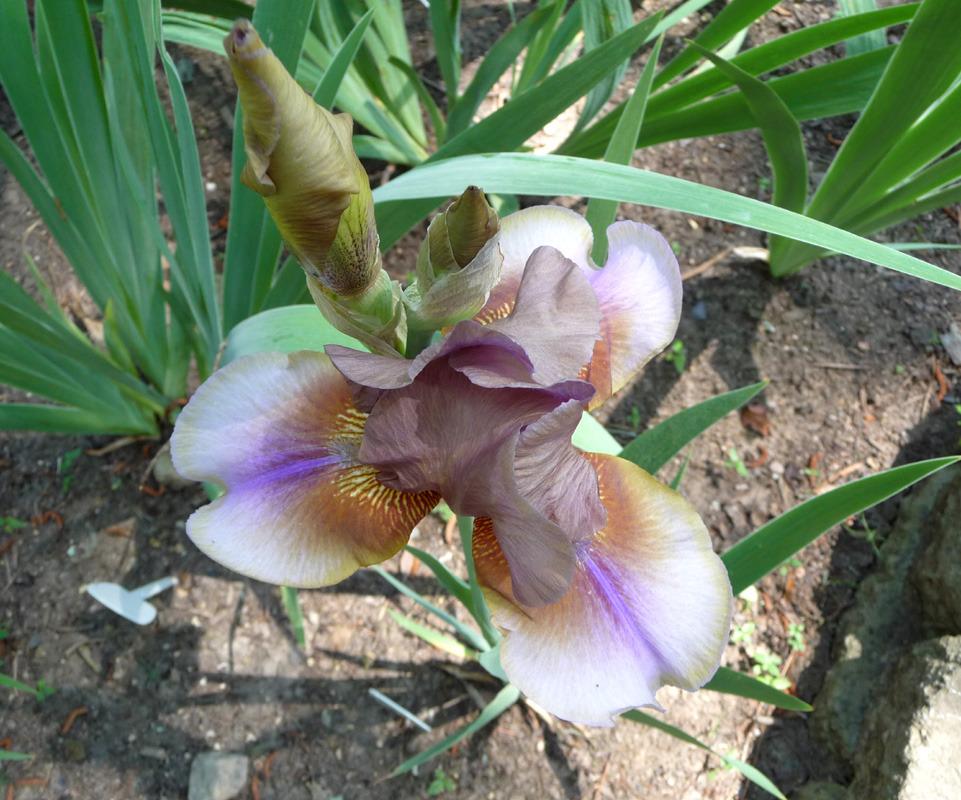 Photo of Tall Bearded Iris (Iris 'Burnt Toffee') uploaded by Lestv