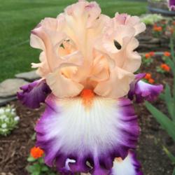 Location: My garden, central NJ, Zone 7A
Date: 5/21/15
Iris Brouhaha
