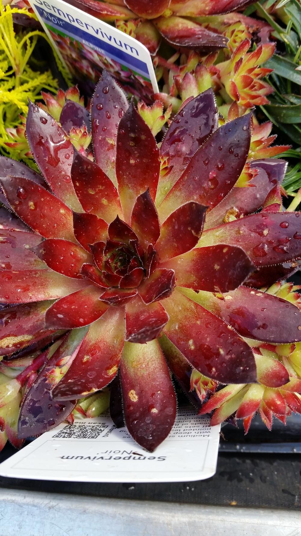 Photo of Hen and chicks (Sempervivum 'Noir') uploaded by Paddy