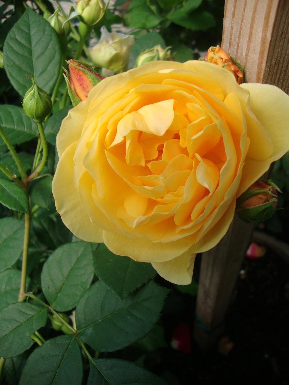 Photo of Rose (Rosa 'Graham Thomas') uploaded by Paul2032