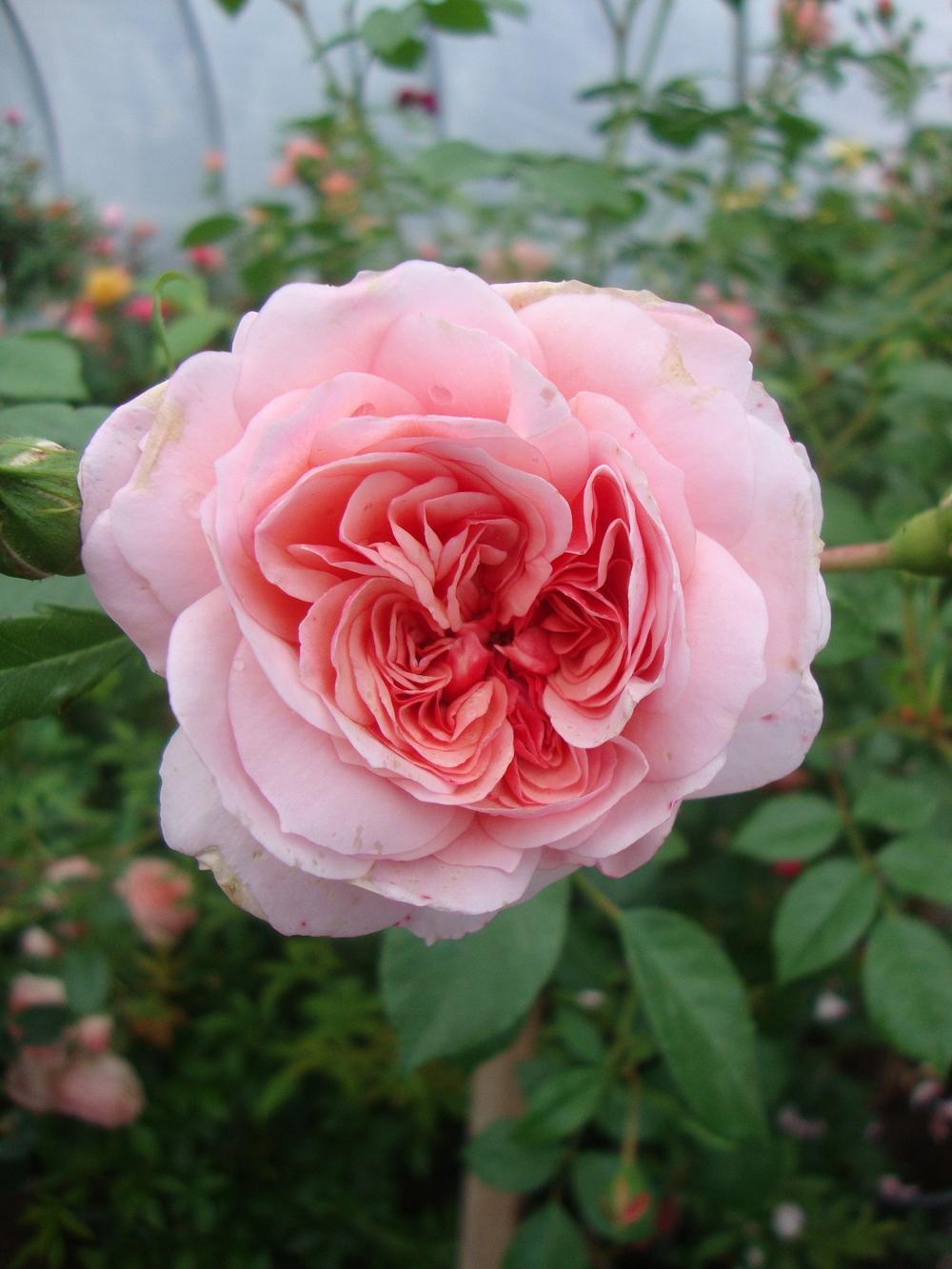 Photo of Rose (Rosa 'Anne Boleyn') uploaded by Paul2032