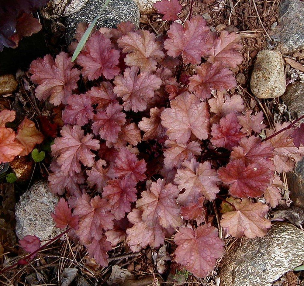 Photo of Coral Bells (Heuchera 'Autumn Leaves') uploaded by RoseBlush1