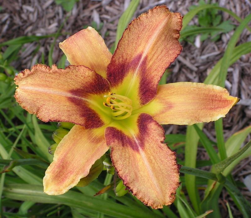 Photo of Daylily (Hemerocallis 'Greywoods Spiders Lair') uploaded by Tree_climber