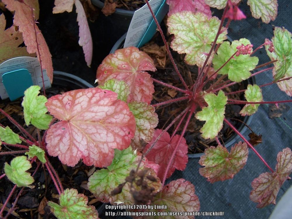 Photo of Coral Bells (Heuchera villosa 'Berry Timeless') uploaded by chickhill