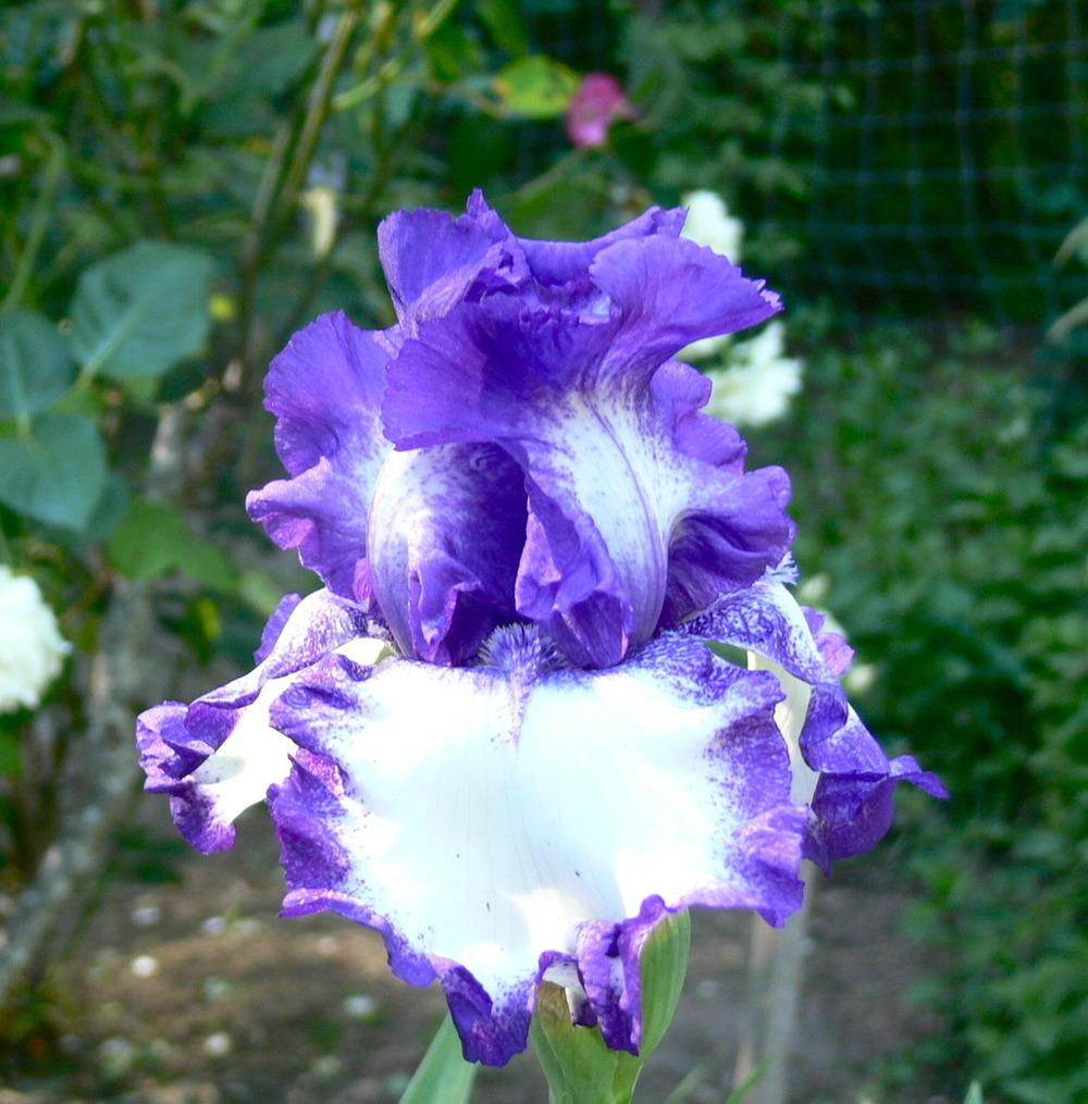 Photo of Tall Bearded Iris (Iris 'Spirit Rider') uploaded by janwax