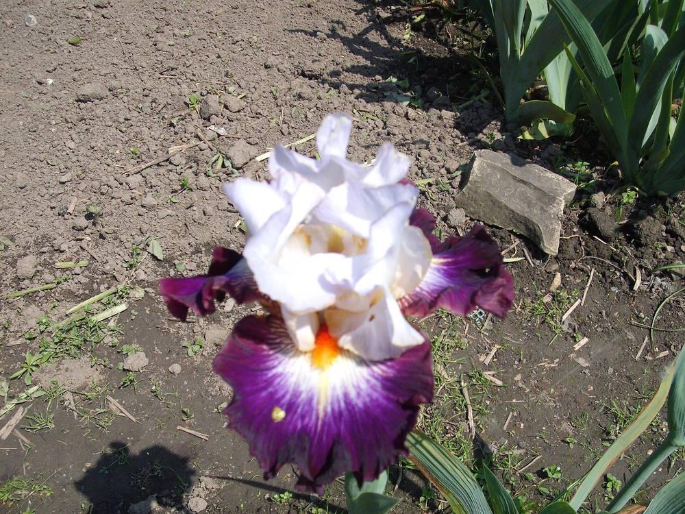 Photo of Tall Bearded Iris (Iris 'Mindful') uploaded by pasla3