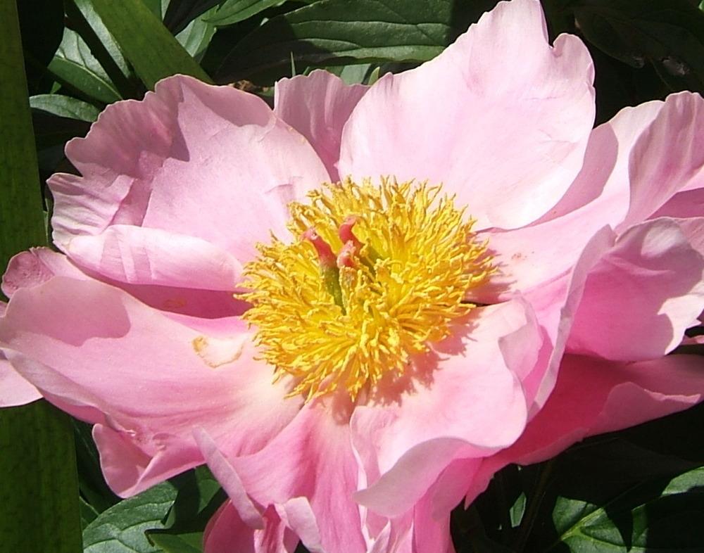Photo of Peony (Paeonia lactiflora 'Pink Cupcake') uploaded by pirl