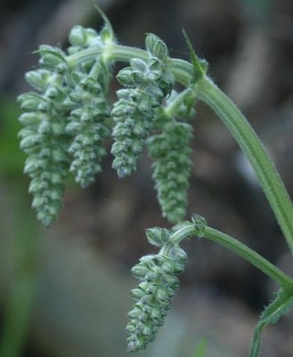 Photo of Nodding Sage (Salvia nutans) uploaded by plantrob