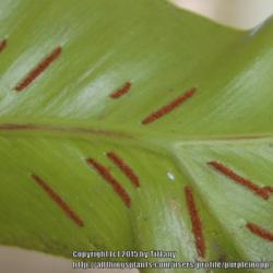 Location: Opp, AL
Date: 2015-05-29
Sori (spores) on the back of a mature leaf.