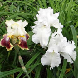 Location: Lincoln NE zone 5
Date: 2015-05-29
'Voluminous' is the large white iris in this photo.