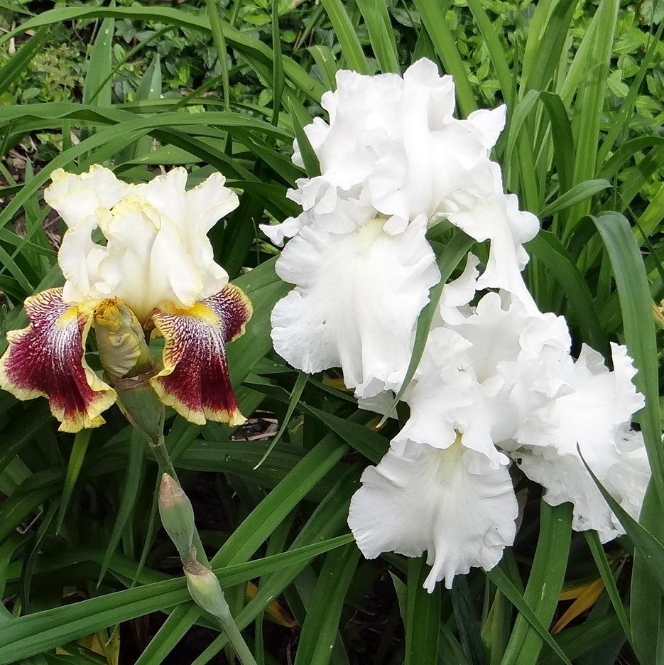 Photo of Tall Bearded Iris (Iris 'Voluminous') uploaded by stilldew