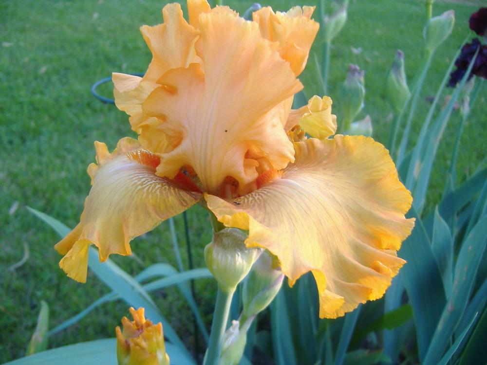 Photo of Tall Bearded Iris (Iris 'Brilliance') uploaded by tveguy3